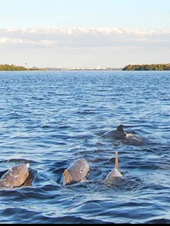 a flock of seagulls are swimming in a body of water