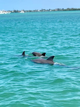 a group of people swimming in a body of water
