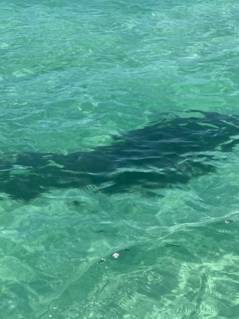 a fish swimming under water