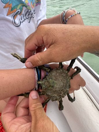 a hand holding a knife